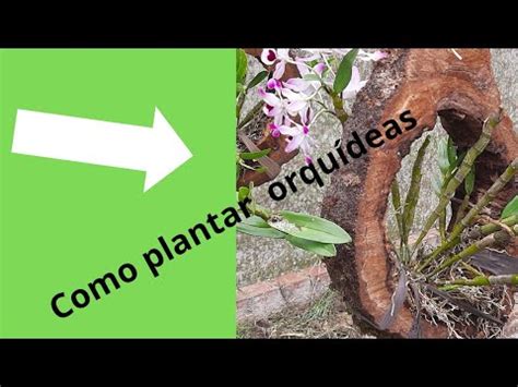 Como plantar orquídeas em tronco YouTube