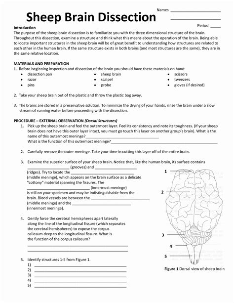 50 Sheep Brain Dissection Worksheet