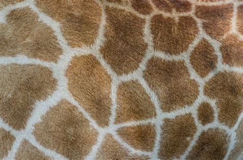 Premium Photo | Giraffe fur pattern