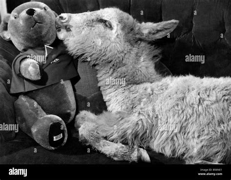 Views Sheep December 1966 P009729 Stock Photo Alamy