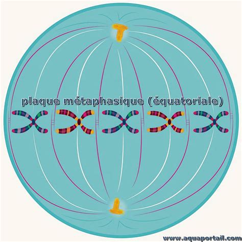 Plaque métaphasique définition illustrée et explications
