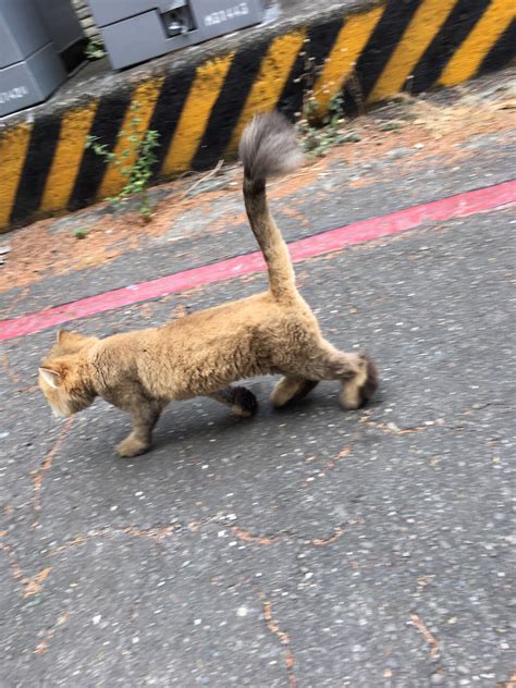 問題 有人的貓走失嗎鳳山鳳仁路 結案 看板 Kaohsiung 批踢踢實業坊