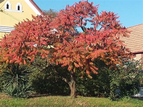 Rhus typhina – Staghorn Sumac - Jurassicplants Nurseries