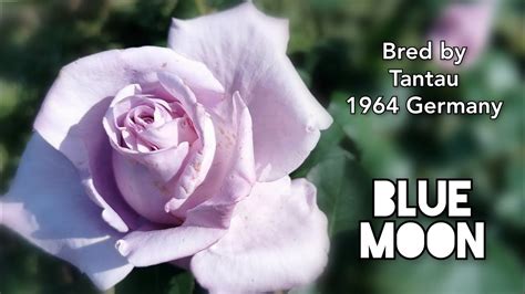 BLUE MOON ROSE plant by TANTAU 1964 Germany バラ ブルームーン YouTube