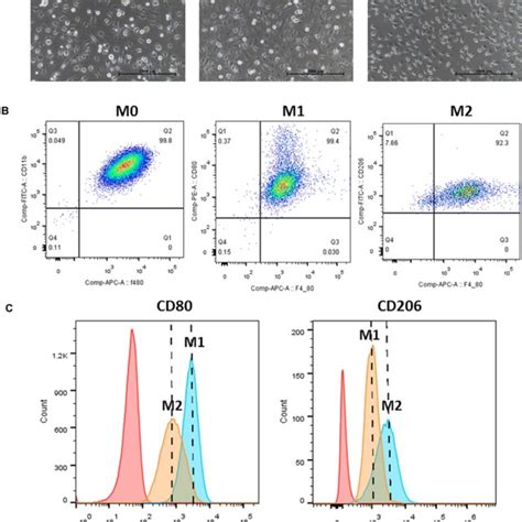 Characterization Of Murine Bone Marrow Derived Macrophage Phenotype