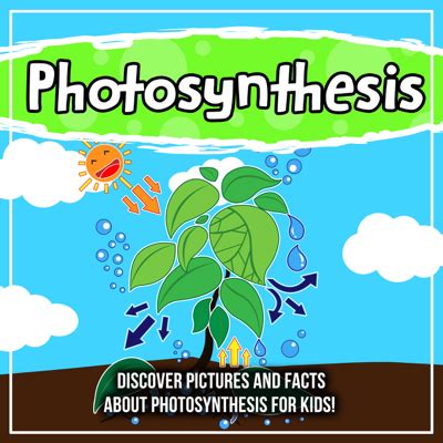 Facts About Photosynthesis Hot Sex Picture