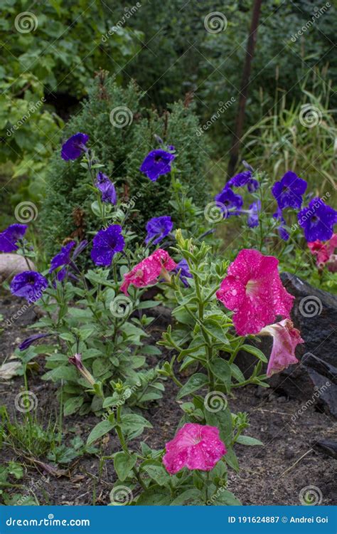 Purple And Blue Flowers On Green Background Stock Image Image Of