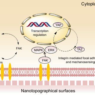 Schematic Illustration Of Cellular Response To Nanotopographical Cues