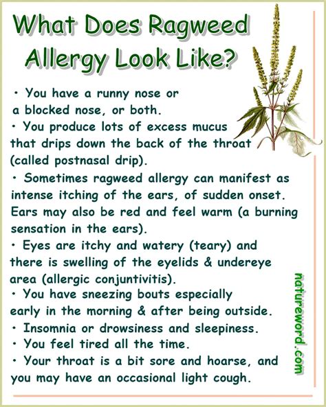 What Does Ragweed Allergy Look Like Natureword