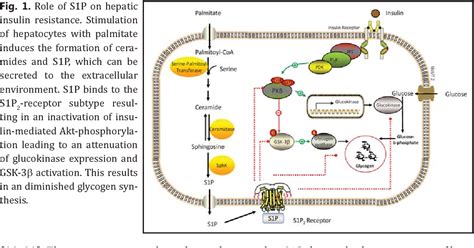 Figure 1 From Divergent Role Of Sphingosine 1 Phosphate On Insulin