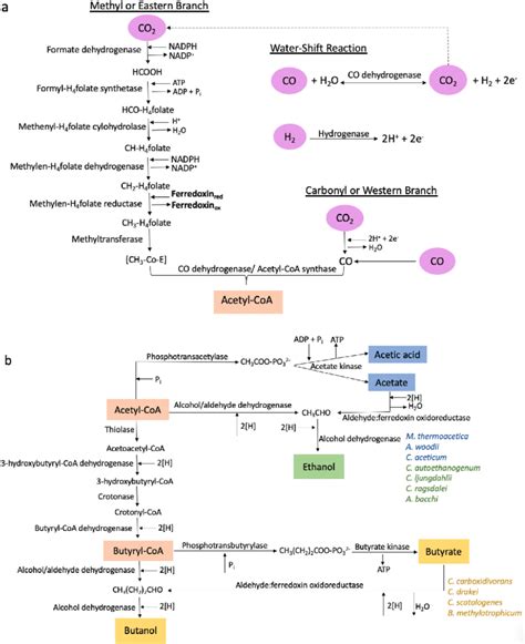 Wood Ljungdahl Metabolic Pathway Adopted From Refs 3 12 30 61 A