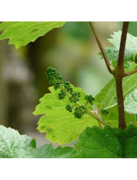 Vigne Rouge Bio Circulation Teinture M Re Ml Herbiolys