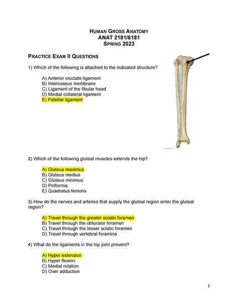 Lower Limb Practice Questions HUMAN GROSS ANATOMY ANAT 2181 SPRING