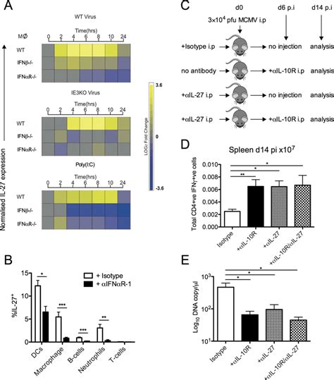 Type I IFN Induces IL 27 Expression During MCMV Infection A Heat Map