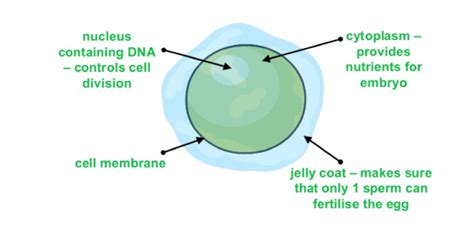 What Is The Female Sex Cell Called Proprofs Discuss Free Hot Nude