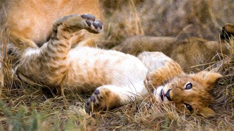 Download Lion Cub Lying On Back Wallpaper