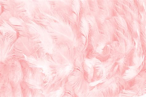 Pink Feather Background