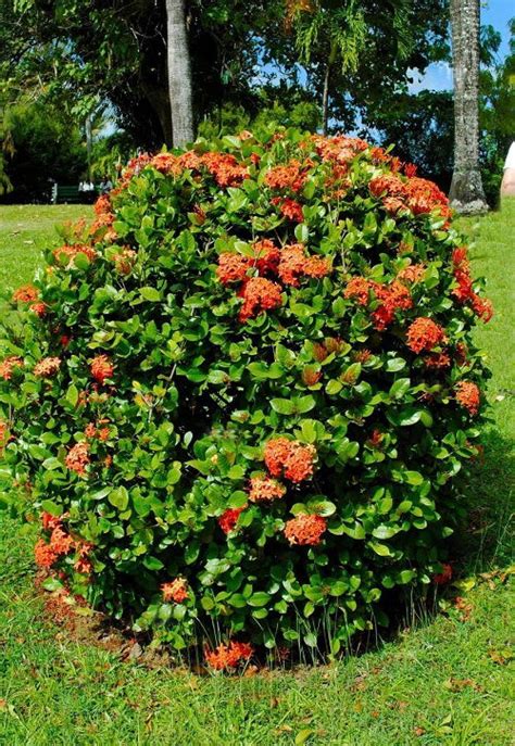 Ixora Maui Red Care and Growing Guide | Balcony Garden Web