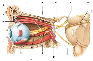 eye muscles Diagram | Quizlet