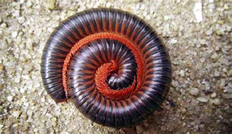 House Millipede Bite