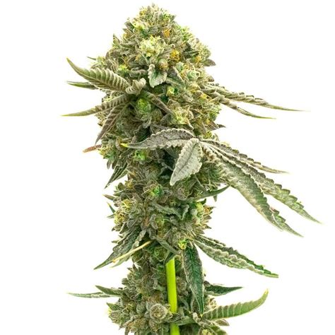 White Fire Og Feminized Cannabis Seeds Seed Depot Canada