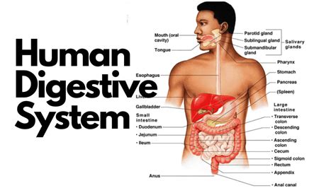 human digestive system diagram parts  functions  class