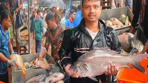 বড় বড় সাইজের কাতলা রুইমিরিকেলকারপু মাছের পাইকারি বাজারসরাসরি ফোন