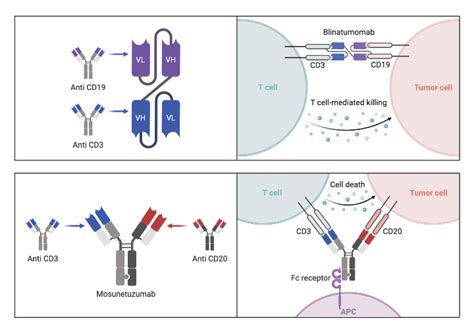 Bispecific Antibody Design Biorender Science Templates