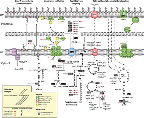 Transcriptomic Metabolomic And Om Proteomic Analyses Show The