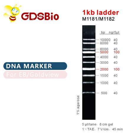 Kb Ladder Bp Dna Marker Ladder Gel Electrophoresis