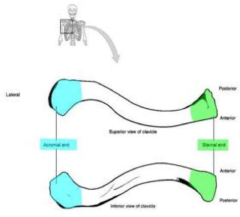 Appendicular Skeleton Lab Anatomy And Physiology I OER Lab Manual