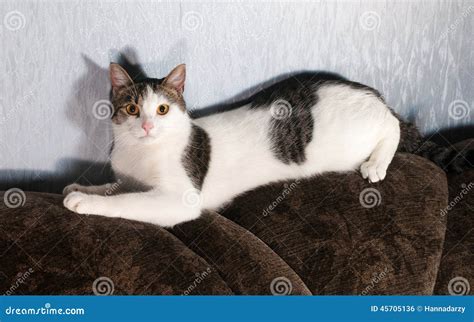 Brown And White Cat