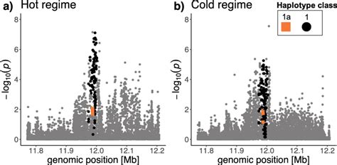 Manhattan Plots Around The Ace Locus A −log10 Transformed P Values Of