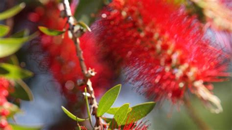 How To Grow And Care For Bottlebrush Bunnings New Zealand