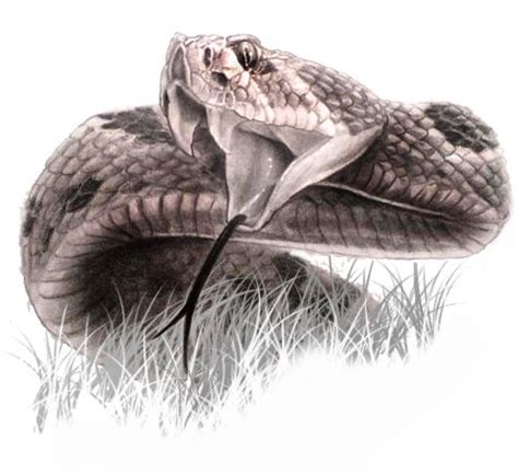 Rattlesnake Head Drawing at GetDrawings | Free download