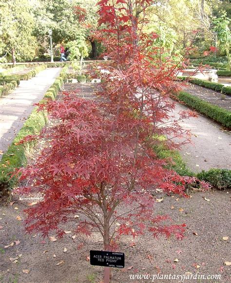 Клён краснолистный сорта (Много фото!) - treepics.ru