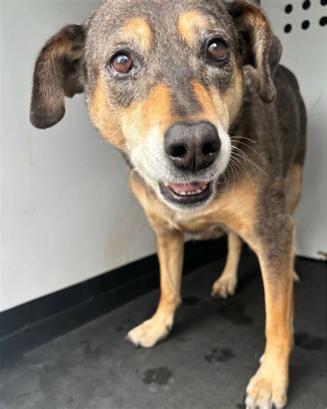 north bay animal services 12