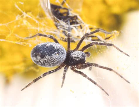 Guides To Spider Identification British Arachnological Society