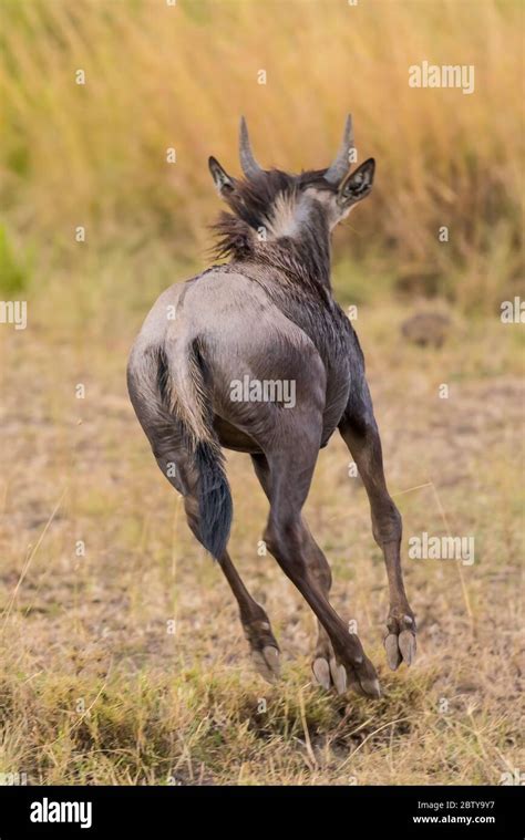 African Wildebeest Life Migration Grassing Fighting From Masai Mara