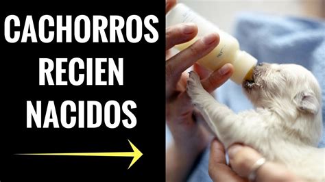 CACHORROS RECIEN NACIDOS Sus PRINCIPALES CUIDADOS YouTube