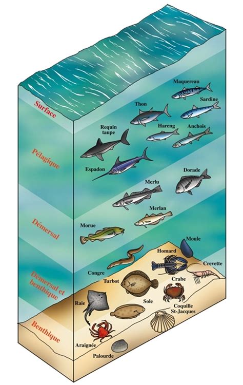 La D Couverte Des Poissons P Lagiques Phare D Eckm Hl