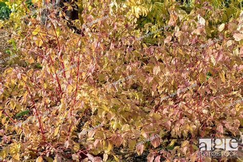 Cornus Sanguinea Anny S Winter Orange Stock Photo Picture And