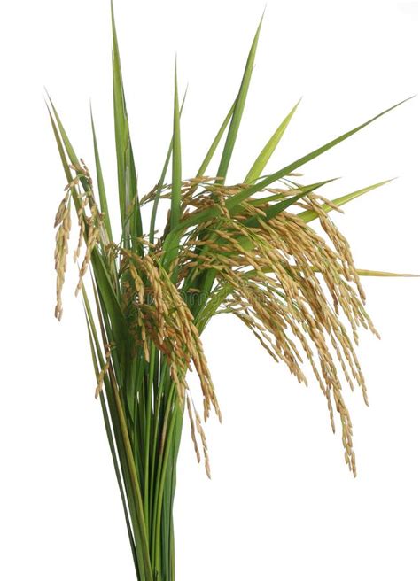 rice stock photo image  freshness flora cereal husk