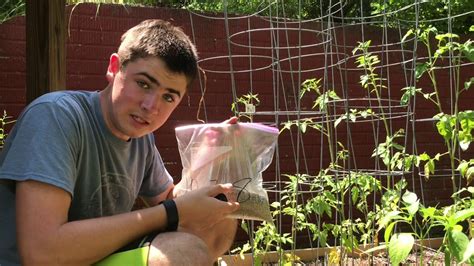 How To Plant And Take Care Of Tomato Plants Youtube