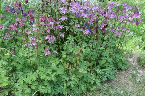 Aquilegia Vulgaris