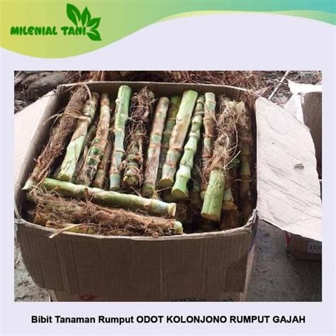 Jual Benih Bibit Rumput Odot Bibit Rumput Pakan Ternak Sapi Kambing