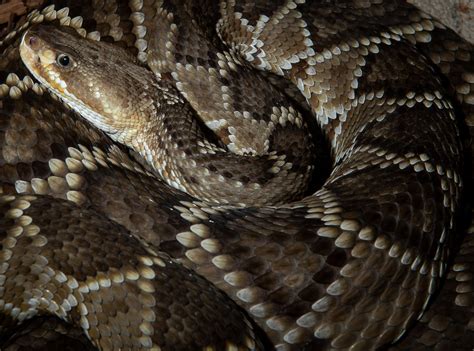 Texas Rattler ‹ Dave Wilson Photography