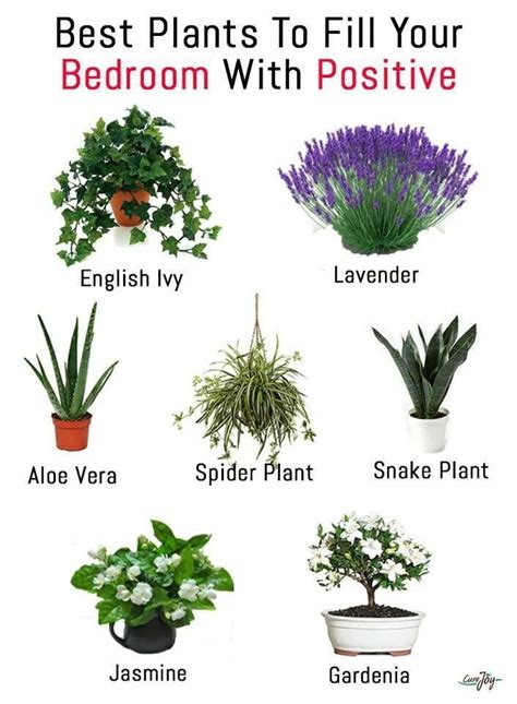 Best Bedroom Plants Plants Best Plants For Bedroom Bedroom Plants