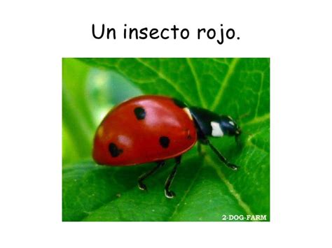 Insectos de Colores