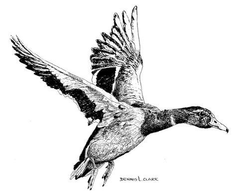 Drawings Of Ducks Flying Warehouse Of Ideas